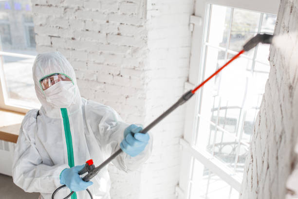 Best Mold Damage Restoration  in Lakeland North, WA