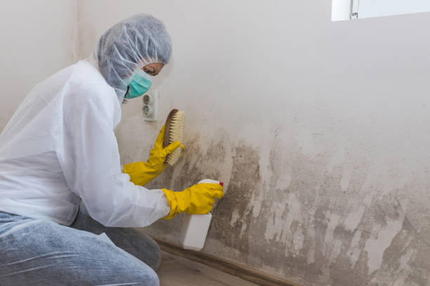 Best Mold Odor Removal Services  in Lakeland North, WA