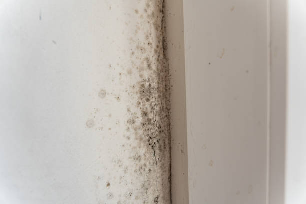 Best Attic Mold Removal  in Lakeland North, WA